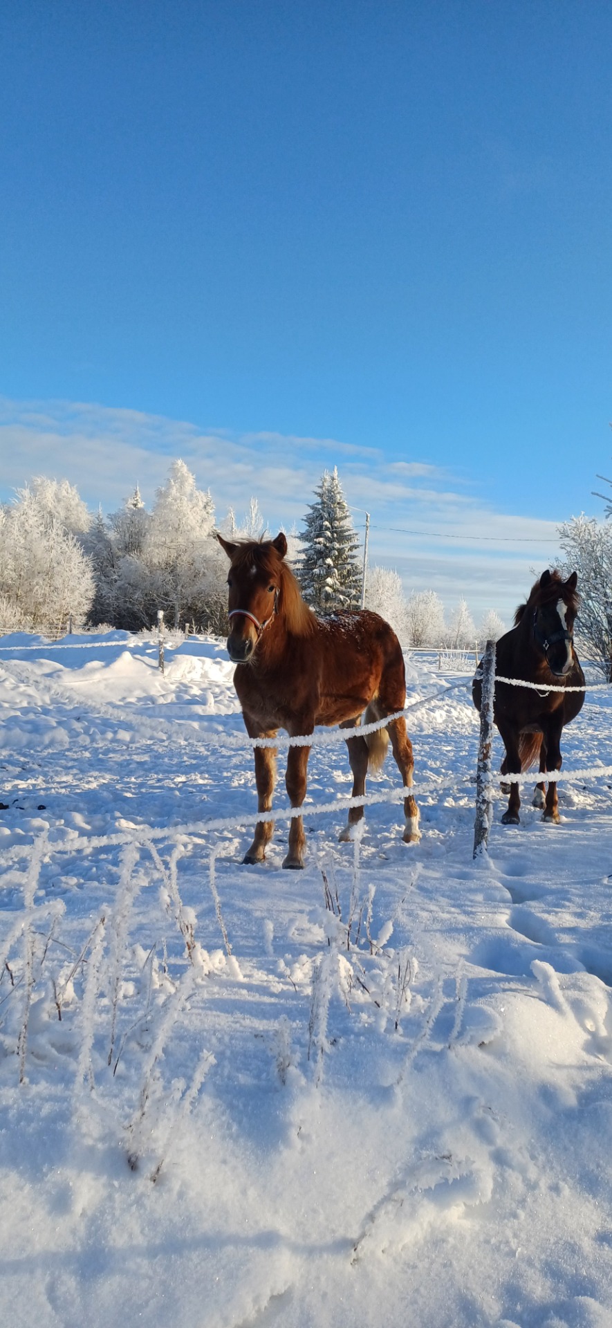 Haraltti, Helmikuu 2025